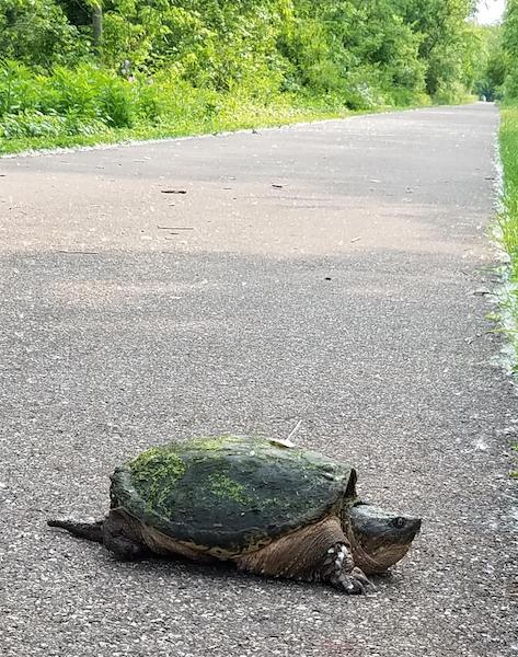 Turtle along the Ohio to Erie Trail (Heart of Ohio Trail section) | Photo by TrailLink user meo