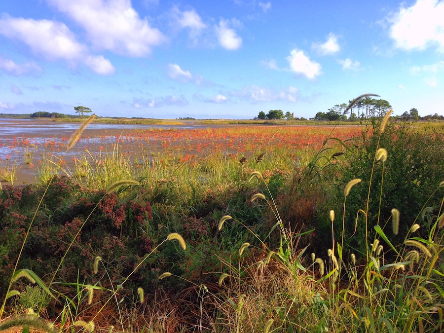 View of Gordons Pond taken from the trail | Courtesy of Jay Tomlinson