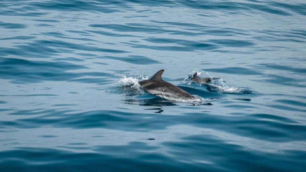 View of dolphins from the creeks around South Carolina's Spanish Moss Trail | Photo courtesy of SK Signs, Designs and Marketing