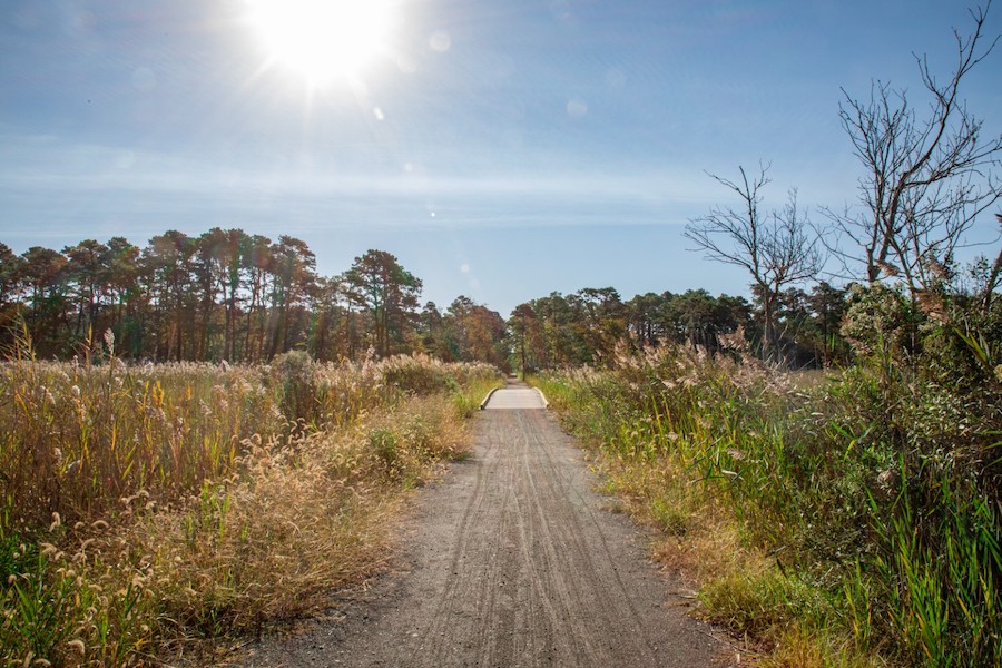 Walking Dunes Trail | Courtesy Delaware State Parks