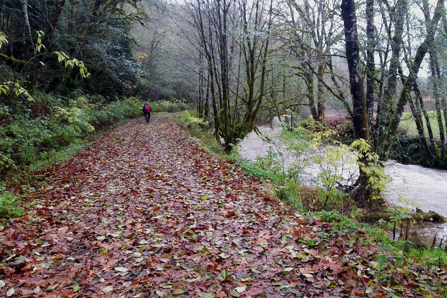Washington's Willapa Hills State Park Trail | Photo by TrailLink user barnacle9