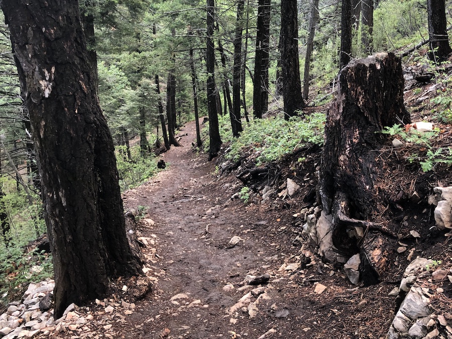 While the first half-mile stretch of the Cloud-Climbing Trestle Trail is paved, the remainder of the 1.3-mile route (one way) has a dirt surface and a steep grade. | Photo by Cindy Barks