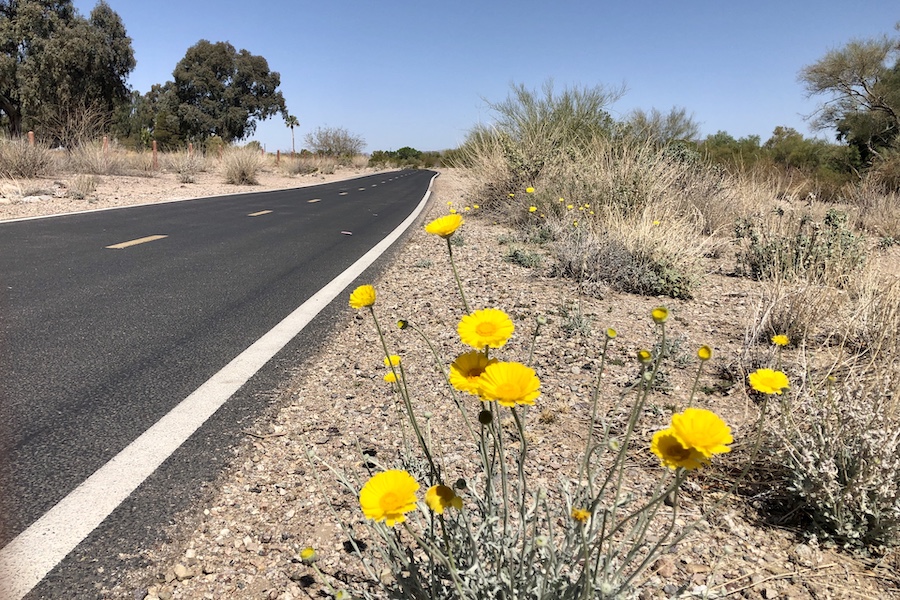 Wildflowers along the Santa Cruz River Park Trail | Photo by Cindy Barks