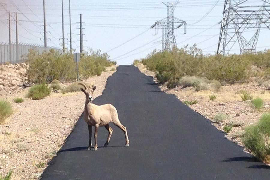 Wildlife on the River Mountains Loop Trail | Photo by Ron Floth