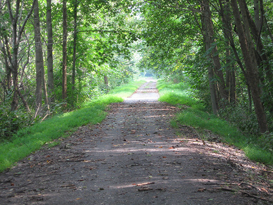 Woodlands on the Mon River Trail | Photo by Chuck Gulker