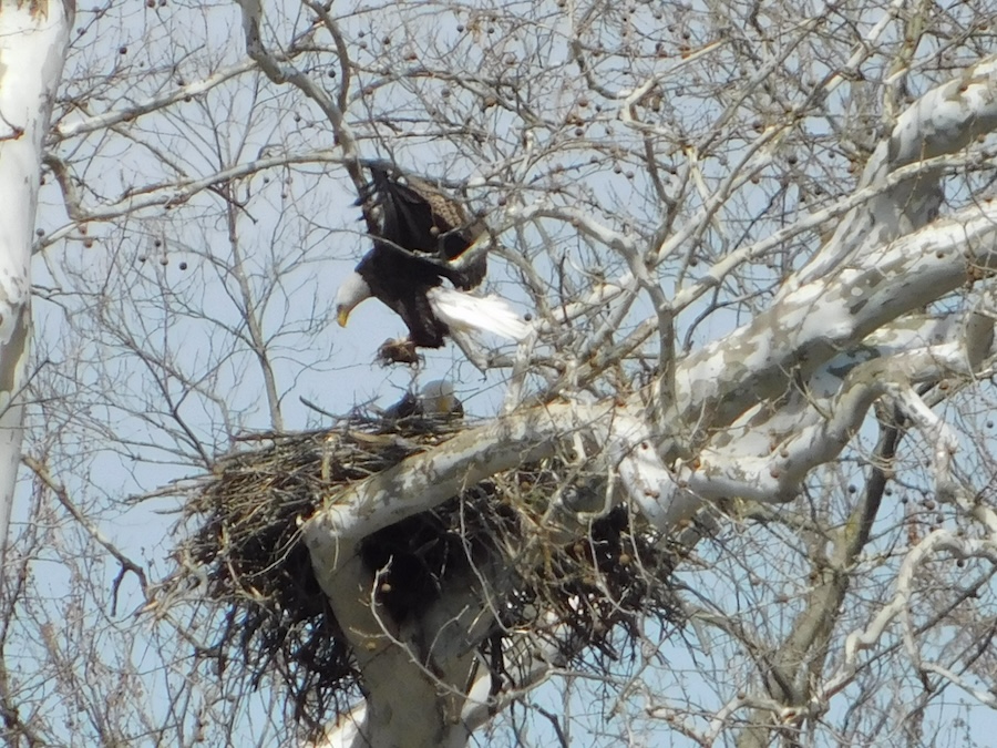 Eagles along New Jersey's D&R Canal State Park Trail | Photo courtesy Barb McKee