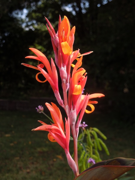 Photo of flower taken by Jennifer and her mother, Amy, at Overland Park Arboretum and Botanical Gardens | Photo courtesy Jennifer Jennings