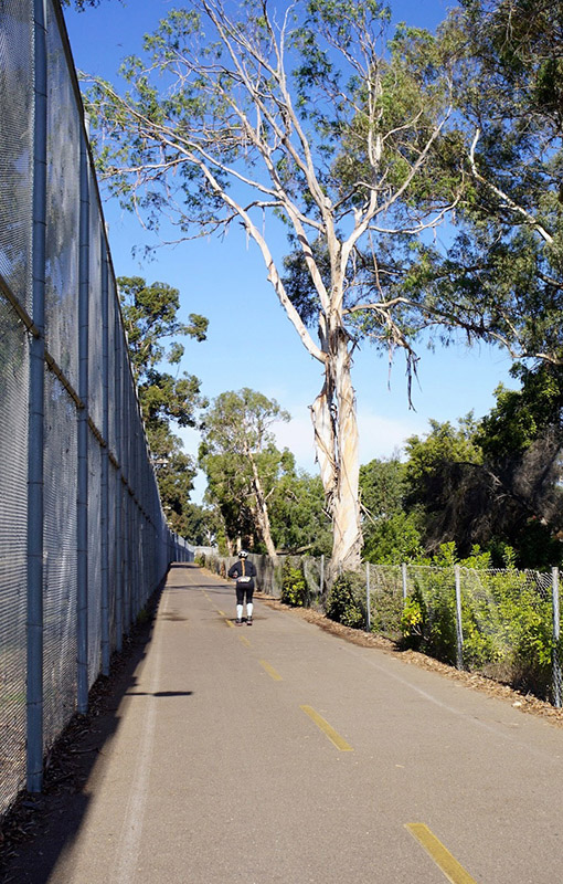 Massive old trees line the Bayshore Bikeway as it skirts the Coronado Municipal Golf Course. Signs along the way guide users to an assortment of attractions. | Photo by Cindy Barks