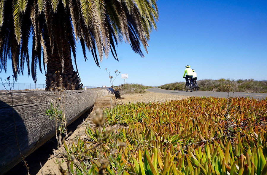 A large palm tree offers a shady stopping area along the Bayshore Bikeway near Imperial Beach. The area, located south of the City of Coronado, features sweeping views of the San Diego Bay to the east. | Photo by Cindy Barks