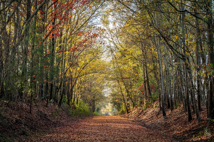 Georgia's Cricket Frog Trail | Photo by Greg Miller