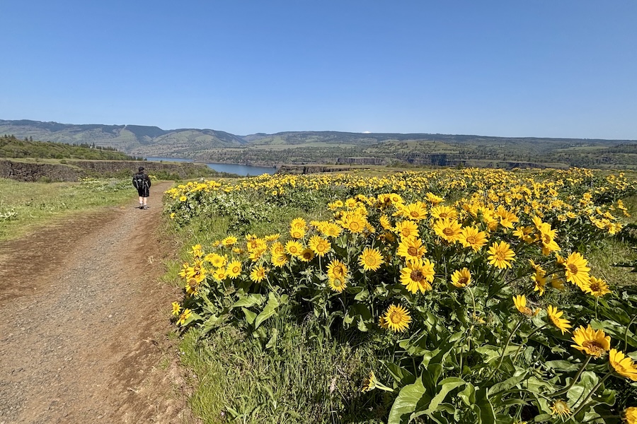 Walker along Oregon's Tom McCall Preserve trail and sunflower field | Photo by Glenn Zinkus