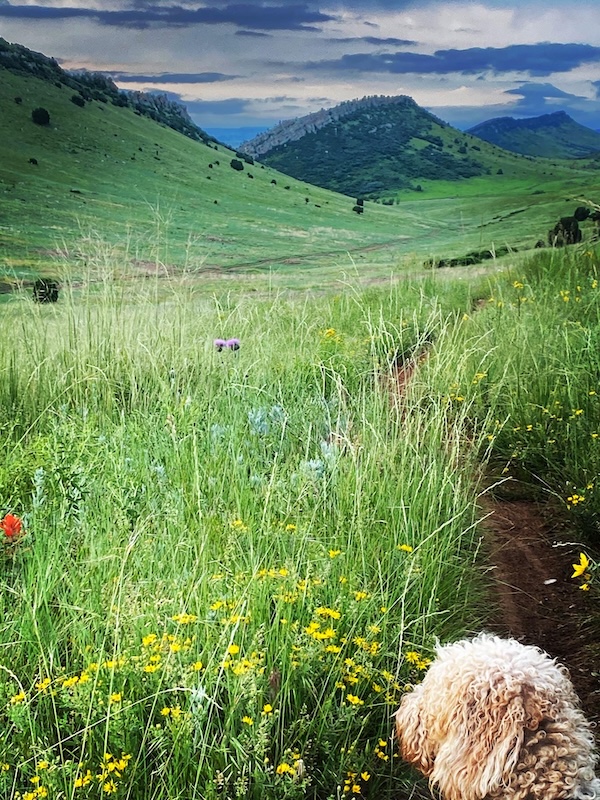 Filling Nature Rx on a hike with Rocky | Photo by Jamie Siebrase