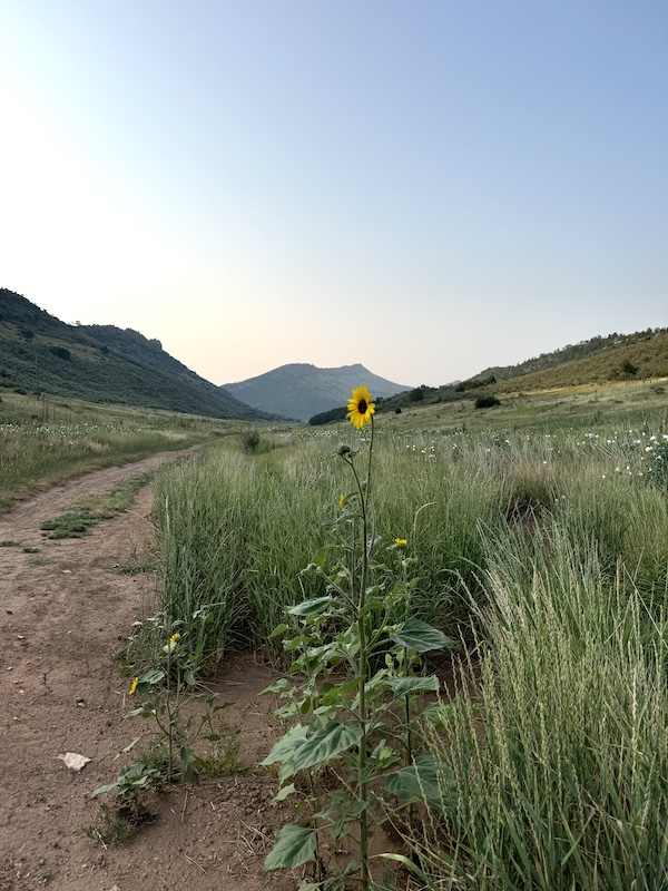 Spotting a wild sunflower on a color walk | Photo by Jamie Siebrase