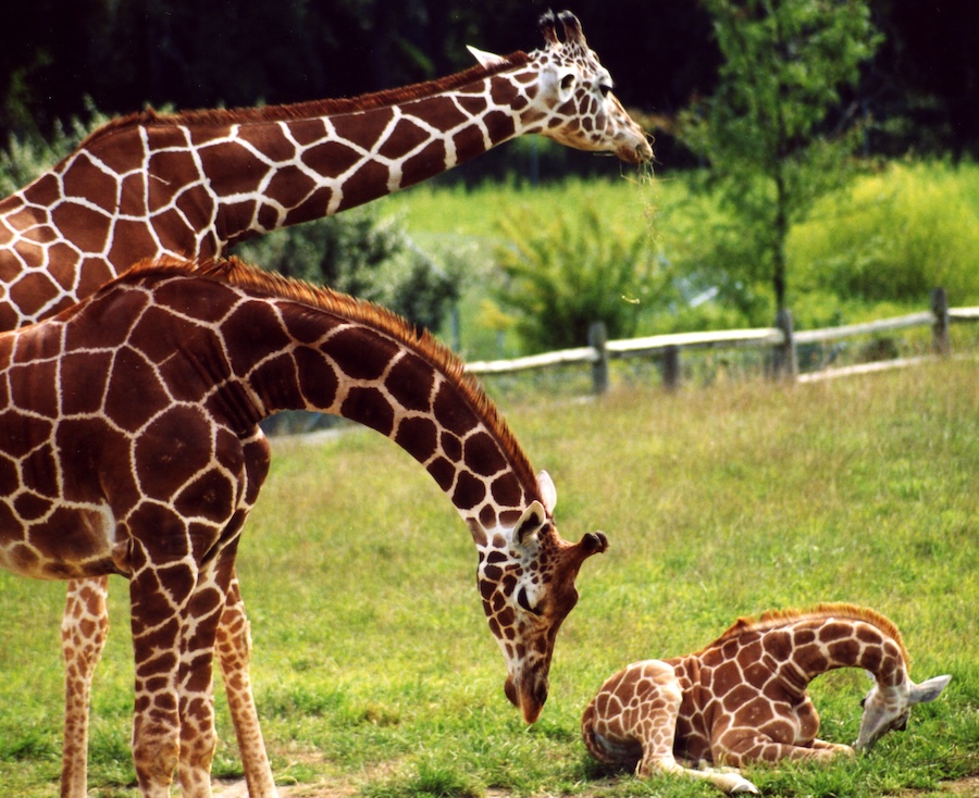 Giraffes at Cape May County Park & Zoo in New Jersey | Photo courtesy cjmckendry, iStock