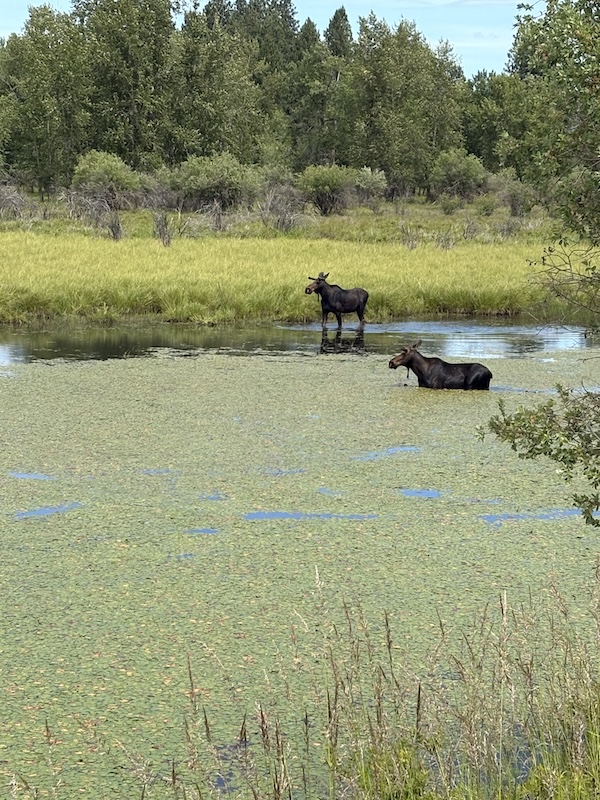 Moose along Idaho's Trail of the Coeur d'Alenes | Photo courtesy Dave and Laura Anderson