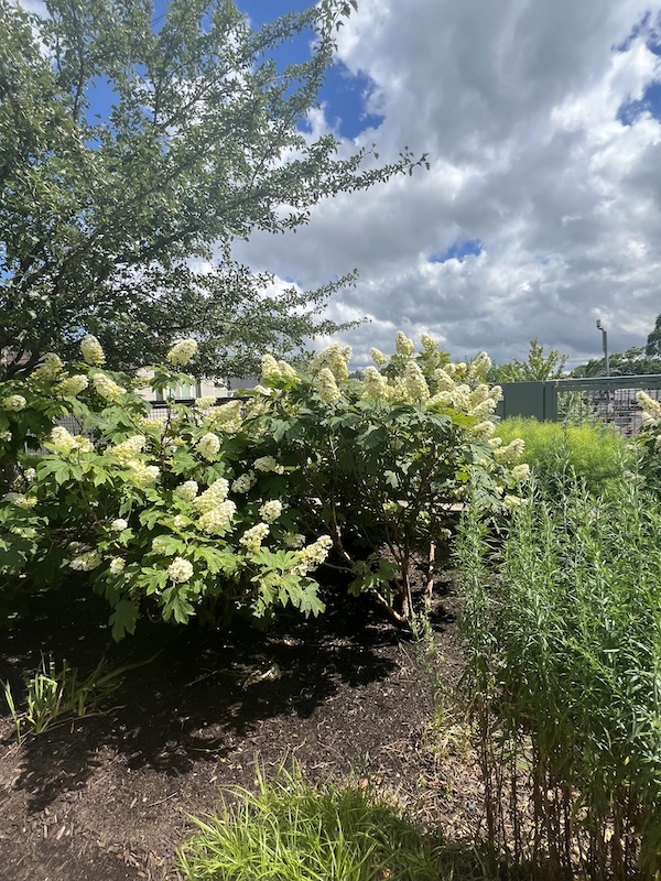 Photo of the Bloomingdale Trail